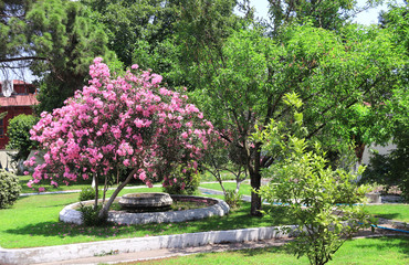 Blooming oleander in tropical garden