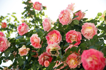 Beautiful climbing rose in home garden