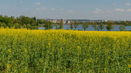 flowering rapeseed field with Olesna water reservoir and Frydek-Mistek city on the background in Czech republic