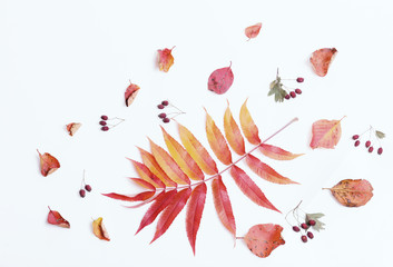 Autumn composition.Frame made of autumn dry multi-colored leaves and berries of chokeberry on white background.