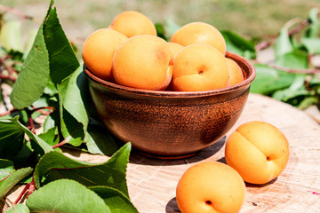 Ripe yellow apricots in a bowl on a wooden table near green leaves.