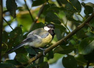 Small bird, blue tit foraging for insects in a tree close up.