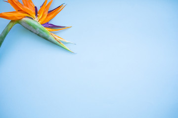 Background of tropical flowers, strelitzia and palm leaves. Place for text. Flat lay.  Summer concept.