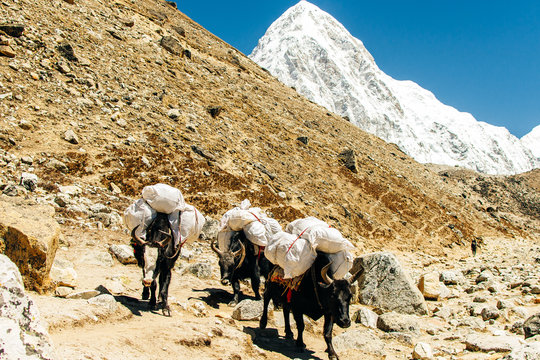 donkey laden with a load against the backdrop of beautiful naturel in Nepalese Himalayas.