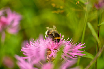 summer nature wildflowers in the meadow are pollinated by insects bumblebees