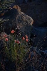 poppy in the stounes