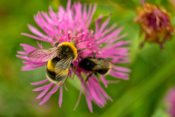 summer nature wildflowers in the meadow are pollinated by insects bumblebees