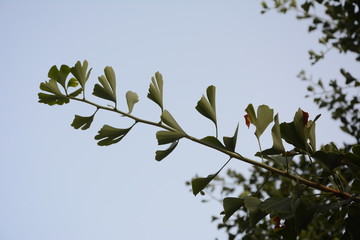 branch with green leaves on blue background