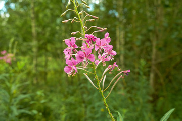 summer nature wildflowers in the meadow are pollinated by insects bumblebees