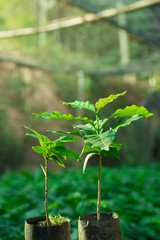 Coffee trees planted along the rainy season.