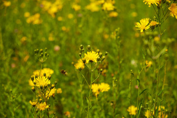 summer nature wildflowers in the meadow are pollinated by insects bumblebees