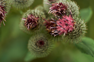 summer nature wildflowers in the meadow are pollinated by insects bumblebees
