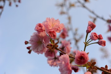 cherry blossom