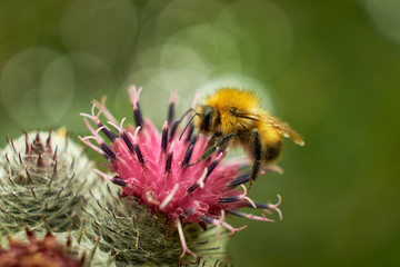summer nature wildflowers in the meadow are pollinated by insects bumblebees
