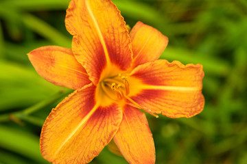 summer nature wildflowers in the meadow are pollinated by insects bumblebees