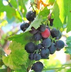 evocative image of red grapes at sunset in a vineyard