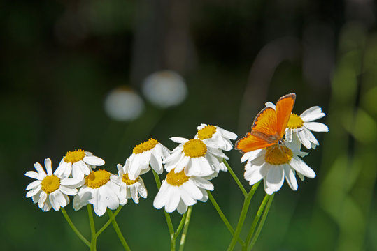 FLOWERS - butterfly on camomiles