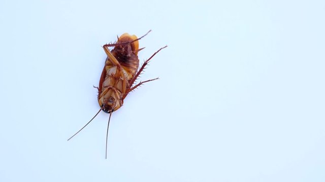 dead cockroach on white background