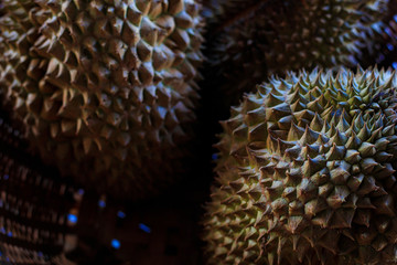 Durian fruit, durian on durian tree, organic fruit