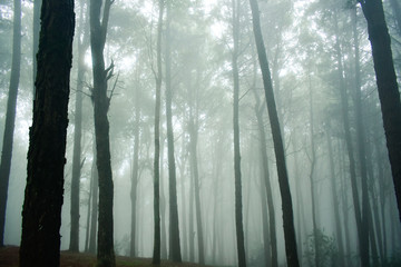 Pine trees in the rainy season and fog