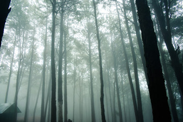 Obraz premium Sosny w porze deszczowej i mgle