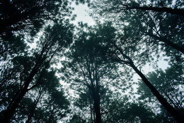 Pine trees in the rainy season and fog