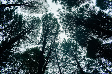 Fototapeta premium Pine trees in the rainy season and fog