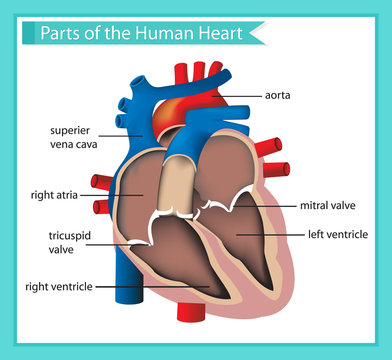 Scientific medical illustration of parts of the human heart
