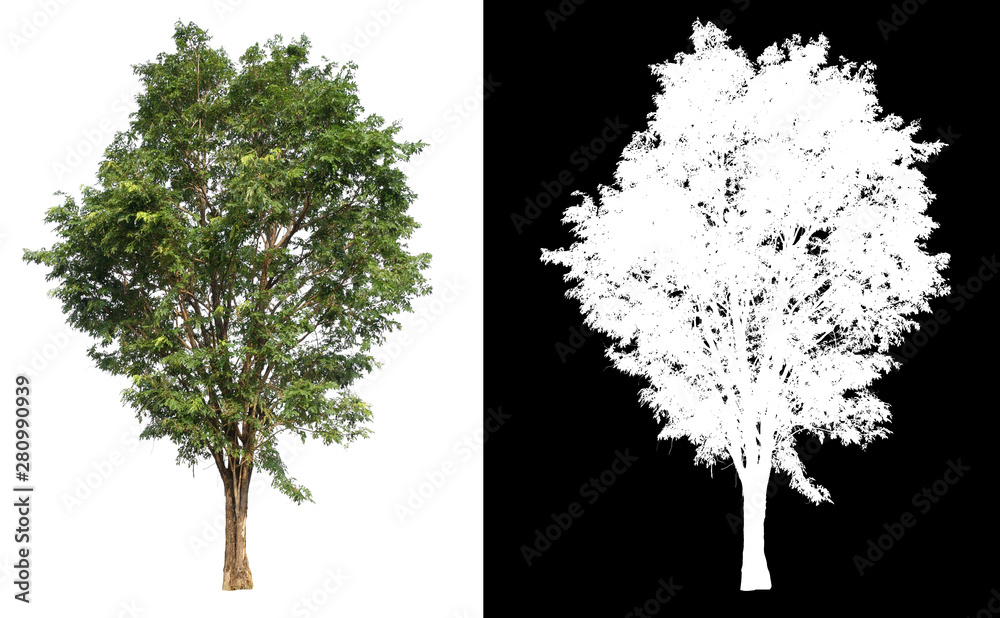 Aufkleber single tree with clipping path and alpha channel