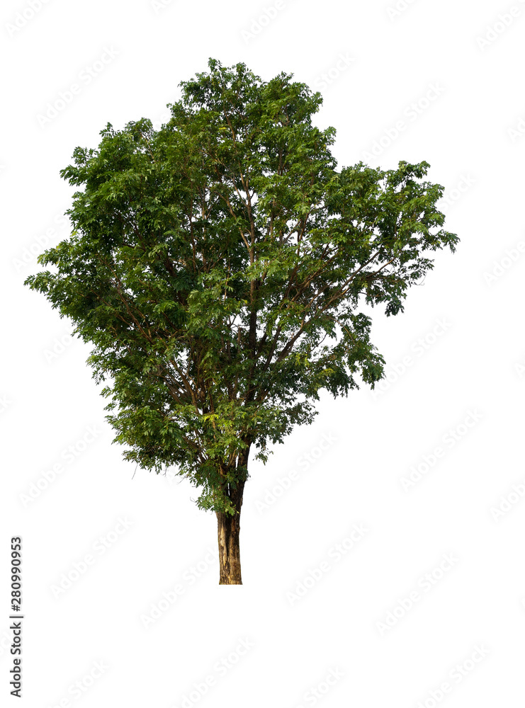 Poster isolated single tree with clipping path 
