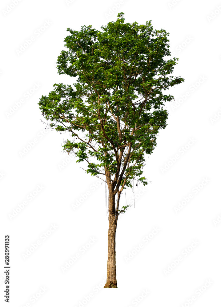 Poster isolated single tree with clipping path 