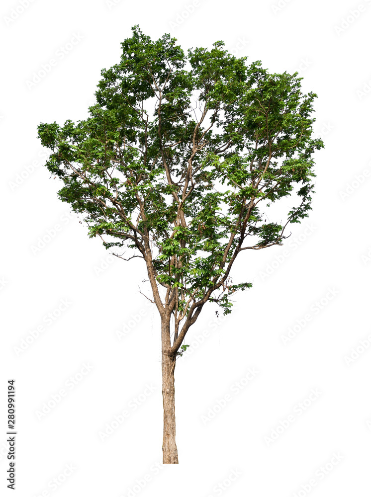 Poster isolated single tree with clipping path 
