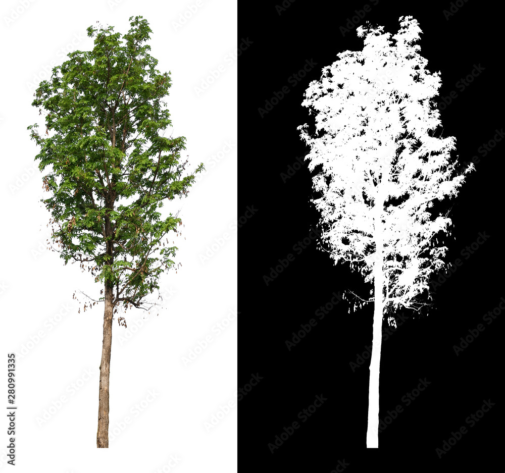 Poster single tree with clipping path and alpha channel