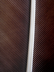 Obraz premium abstract background bird feather texture