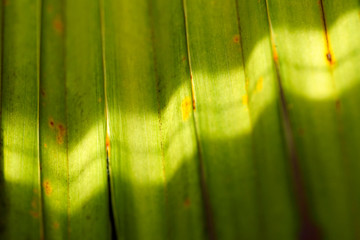 Palmenblatt einer coccothrinax dussiana im Sonnenschein