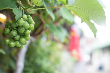 Green grapes on vine on the wall