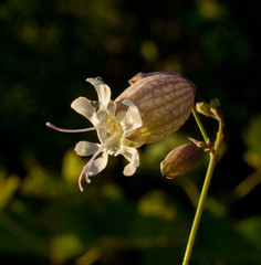 Silene vulgaris, or flake