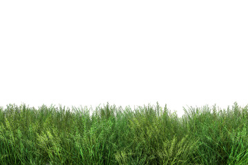 Green fresh grass naturally on isolated white background, 3d rendering