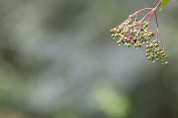 Elderflower with water drops and bokeh background