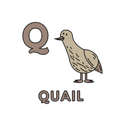 Vector Cute Cartoon Animals Alphabet. Quail Illustration