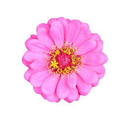 Top view single sweet colorful  pink petal zinnia violacea flowers or asteraceae with yellow pollen blooming isolated on white background with clipping path