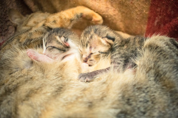 Naklejka na ściany i meble Kittens who are sleeping and drinking milk the mother cat.