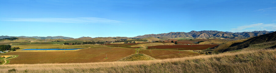 Sauvignon Blanc Vinyards in Winter Awatere Valley Marlborough New Zealand