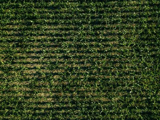 Aerial view of green corn field with row lines, top view from above