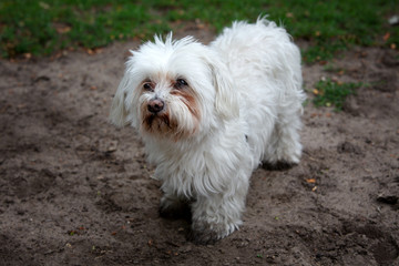 portrait of cute little white dog outdoors