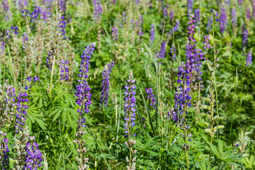 Thickets of the flowering wild perennial lupine among grass