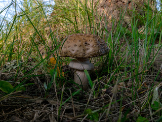 A blurry background version, wild mushrooms in the forest, autumn is the time of mushroom gathering