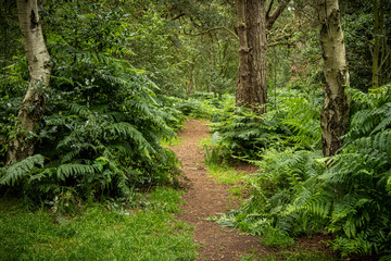 Woodland with ferns Worcestershire England