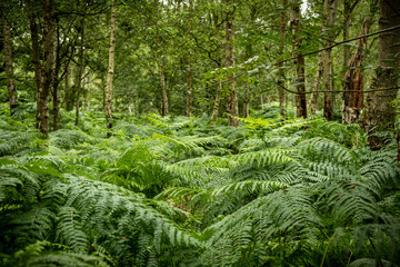 Woodland with ferns Worcestershire England