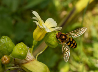 Bee on a flower looking for pollen